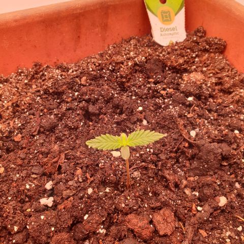Diesel Automtic growlog timeline photo