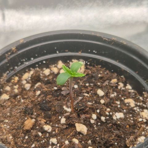 Gaia growlog timeline photo