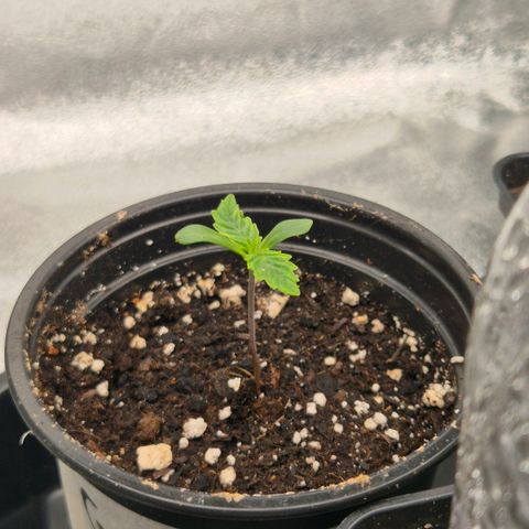 Gaia growlog timeline photo