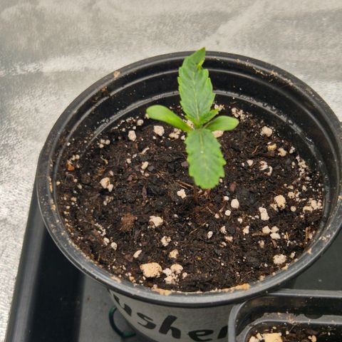 Gaia growlog timeline photo