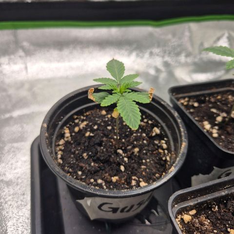 Gaia growlog timeline photo