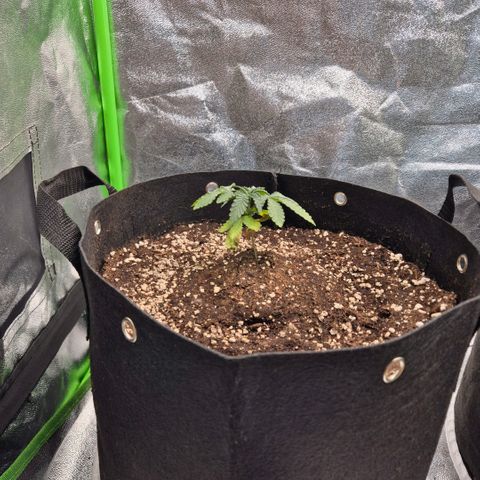 Gaia growlog timeline photo