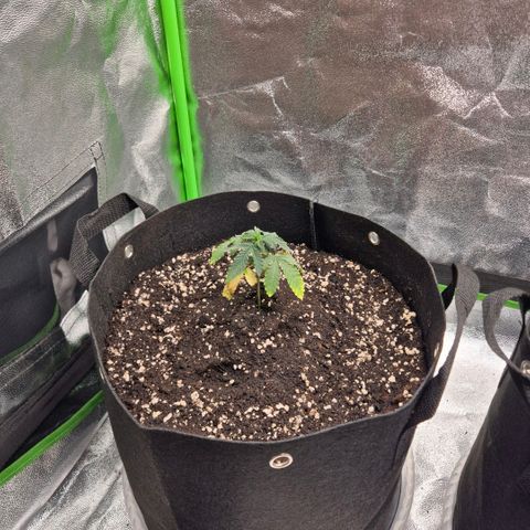 Gaia growlog timeline photo