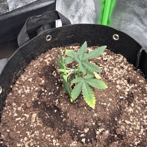 Gaia growlog timeline photo