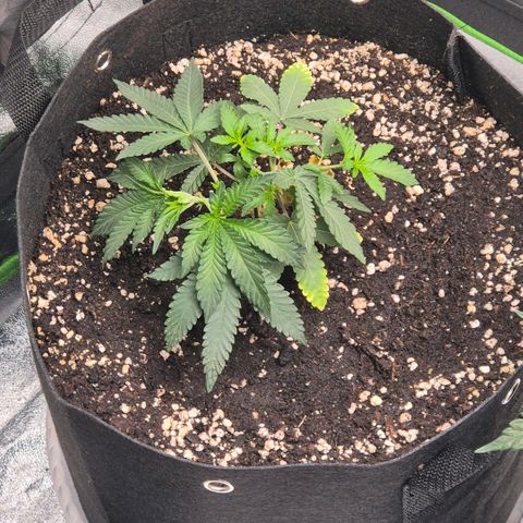 Gaia growlog timeline photo