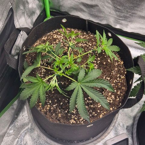 Gaia growlog timeline photo