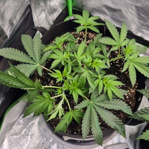 Gaia growlog timeline photo