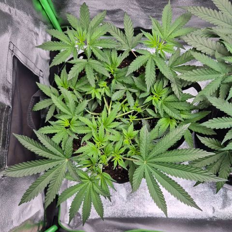 Gaia growlog timeline photo