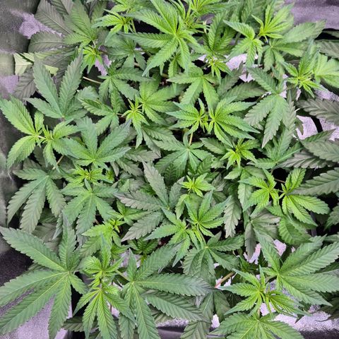 Gaia growlog timeline photo