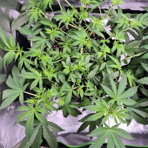 Gaia growlog timeline photo
