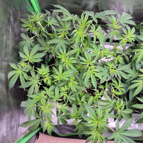 Gaia growlog timeline photo