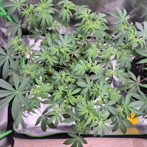 Gaia growlog timeline photo