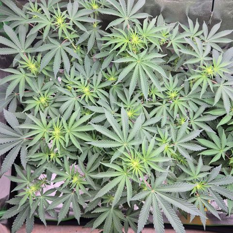 Gaia growlog timeline photo