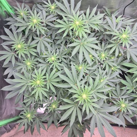 Gaia growlog timeline photo