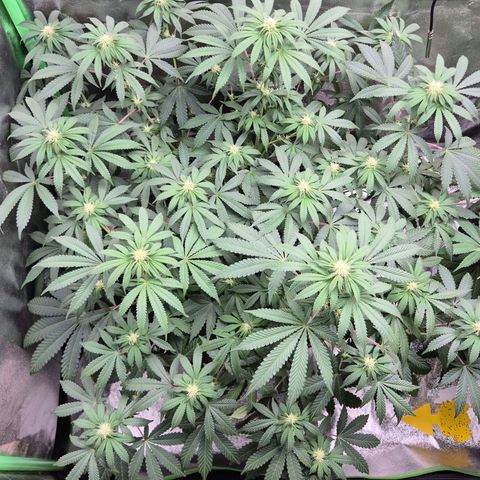 Gaia growlog timeline photo