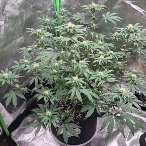 Gaia growlog timeline photo