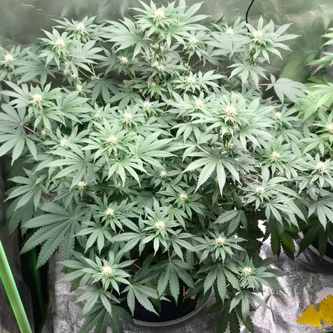 Gaia growlog timeline photo