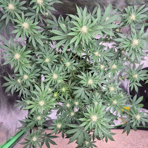 Gaia growlog timeline photo