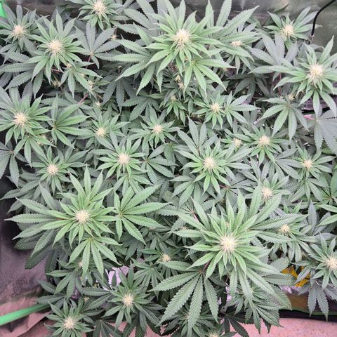 Gaia growlog timeline photo