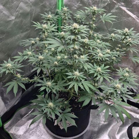 Gaia growlog timeline photo