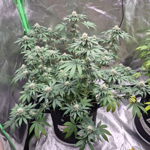 Gaia growlog timeline photo