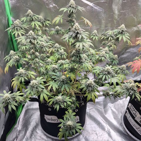 Gaia growlog timeline photo