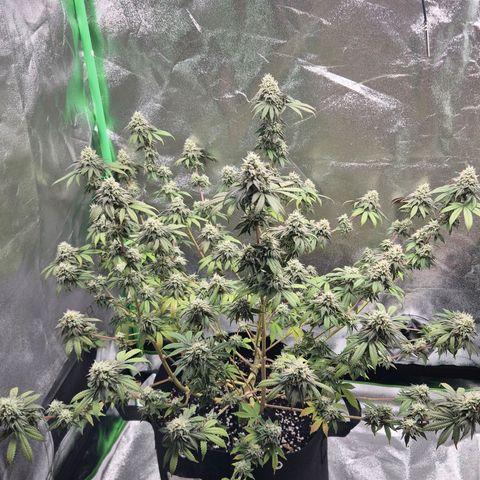 Gaia growlog timeline photo
