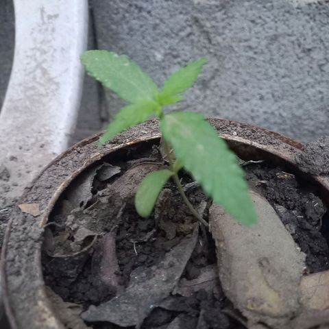 Genética desconocida growlog timeline photo