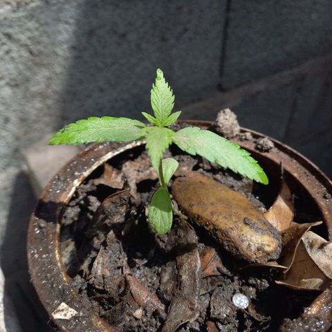 Genética desconocida growlog timeline photo