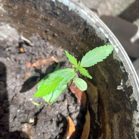 Genética desconocida growlog timeline photo