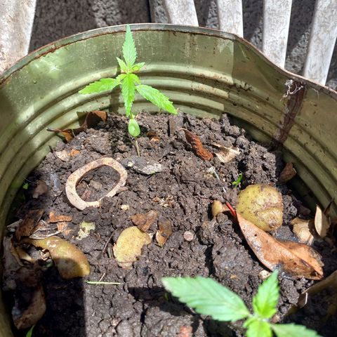 Genética desconocida growlog timeline photo