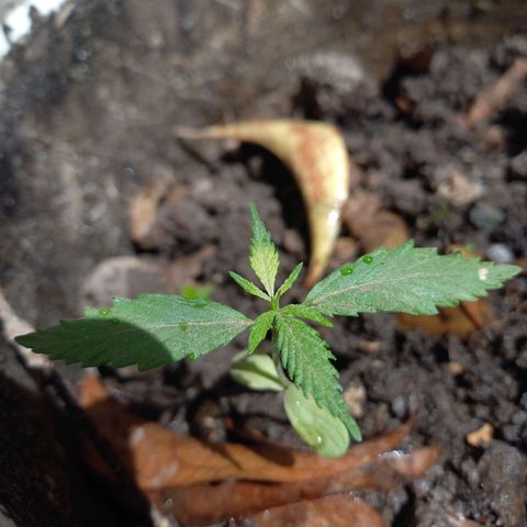 Genética desconocida growlog timeline photo