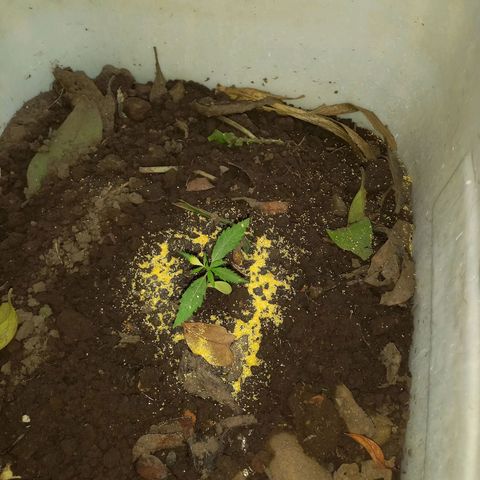 Genética desconocida growlog photo: Agregado de polenta