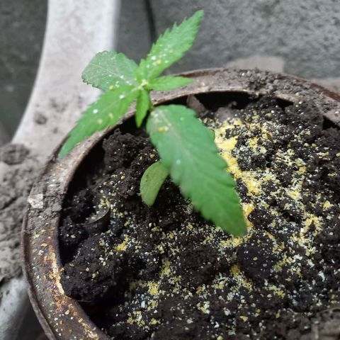 Genética desconocida growlog photo: Agregado de polenta