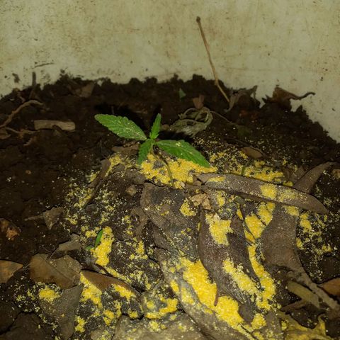 Genética desconocida growlog photo: Agregado de polenta