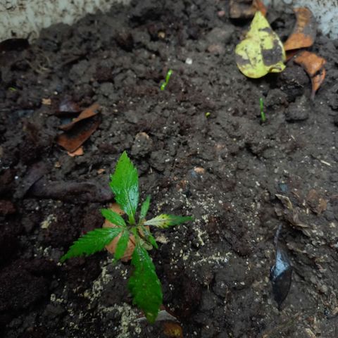 Genética desconocida growlog photo: Hoy les cayo lluvia natural ❤️
