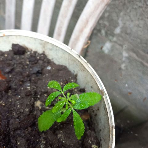 Genética desconocida growlog photo: Hoy les cayo lluvia natural ❤️