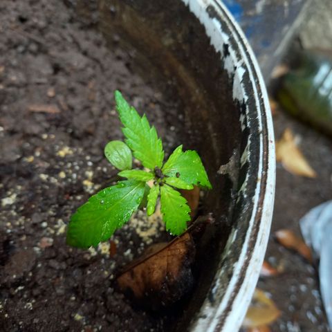 Genética desconocida growlog photo: Hoy les cayo lluvia natural ❤️
