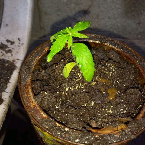 Genética desconocida growlog photo: Hoy les cayo lluvia natural ❤️