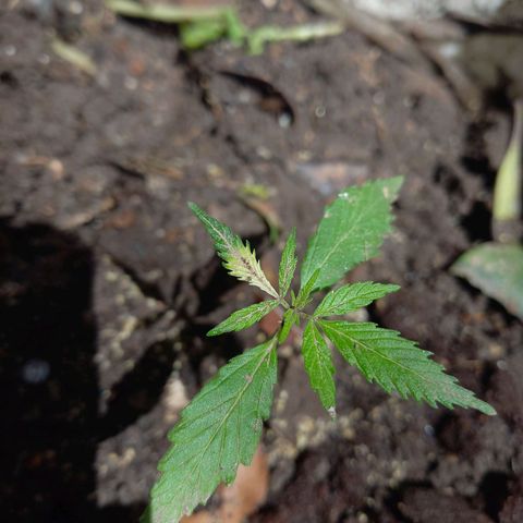 Genética desconocida growlog photo: Todo marcha bien