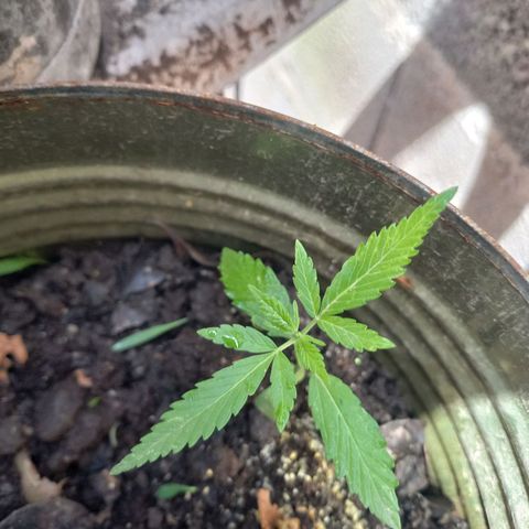 Genética desconocida growlog photo: Todo marcha bien