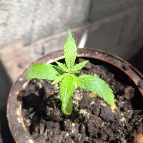Genética desconocida growlog photo: Todo marcha bien