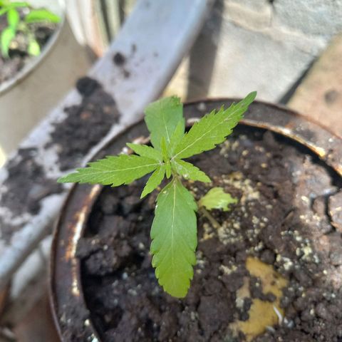 Genética desconocida growlog photo: Todo marcha bien