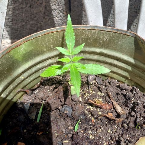 Genética desconocida growlog photo: Todo marcha bien