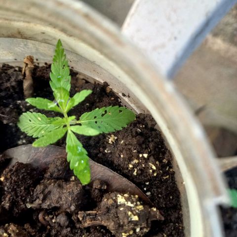 Genética desconocida growlog timeline photo