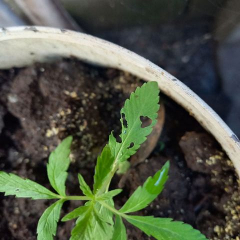 Genética desconocida growlog timeline photo