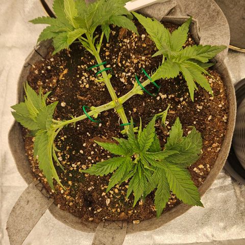 Super Lemon Haze x Clementine #2 growlog timeline photo