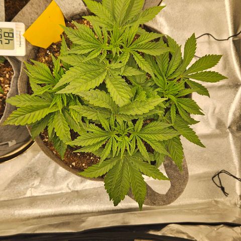Super Lemon Haze x Clementine #2 growlog timeline photo