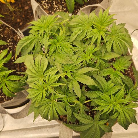 Super Lemon Haze x Clementine #2 growlog timeline photo