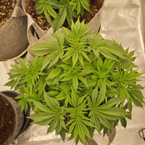 Super Lemon Haze x Clementine #2 growlog timeline photo
